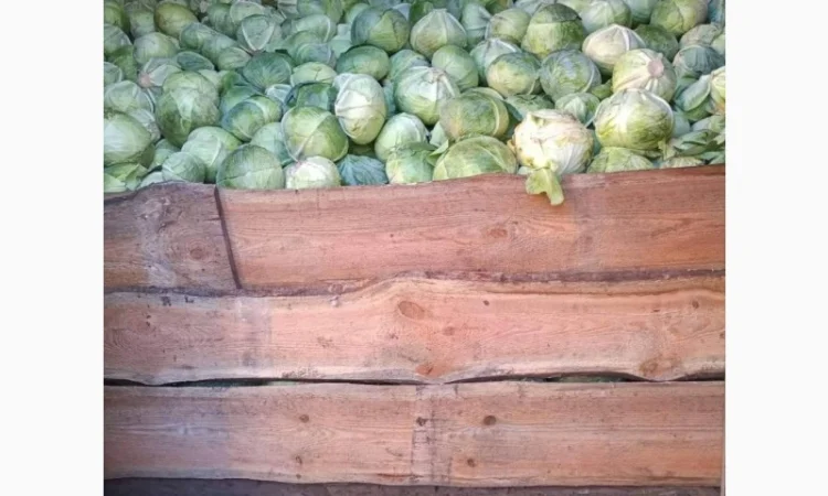 Продам капусту белокачанку сорт Агрессор F1, Зенон F1 та Сторідор F1 - фото № 1