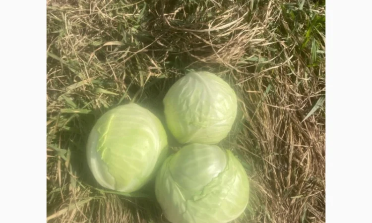 Капуста Кеплер - фото № 1