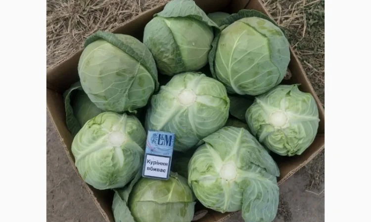 Продам молодую капусту - фото № 1