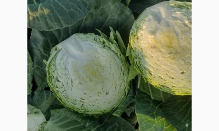 Продам молодую капусту - фото № 2