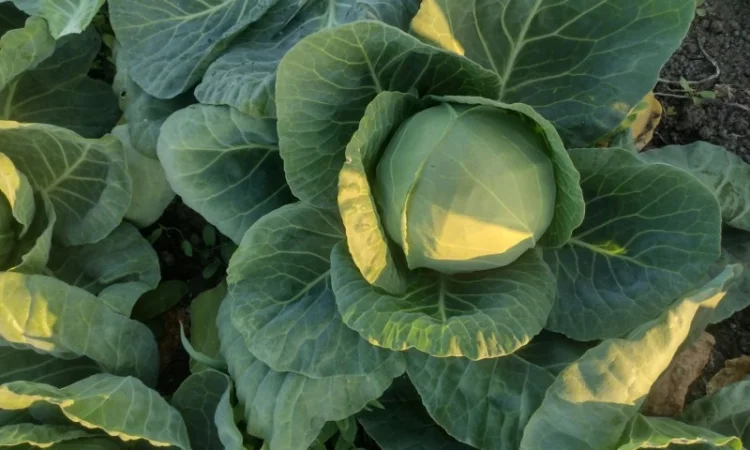 Продам молодую капусту - фото № 3