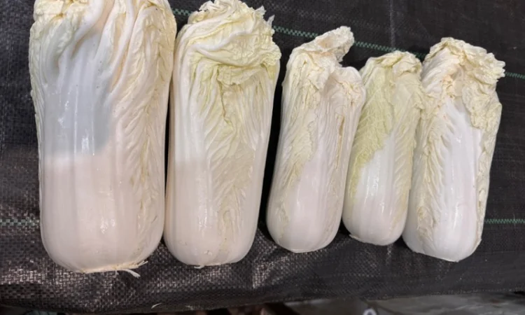 Пекінська капуста - фото № 1