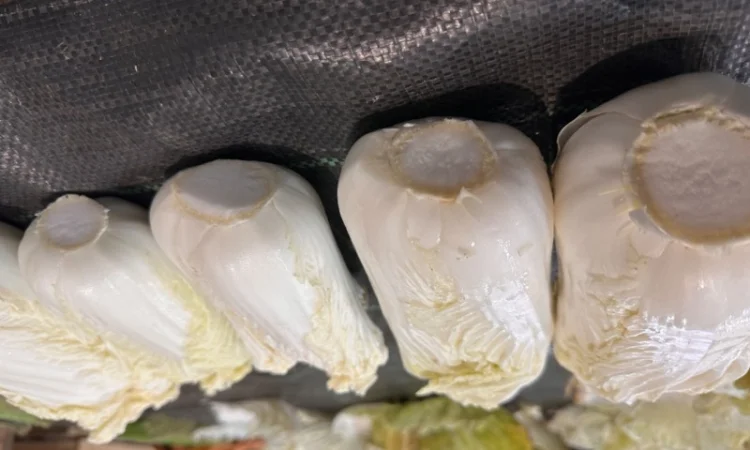 Пекінська капуста - фото № 2