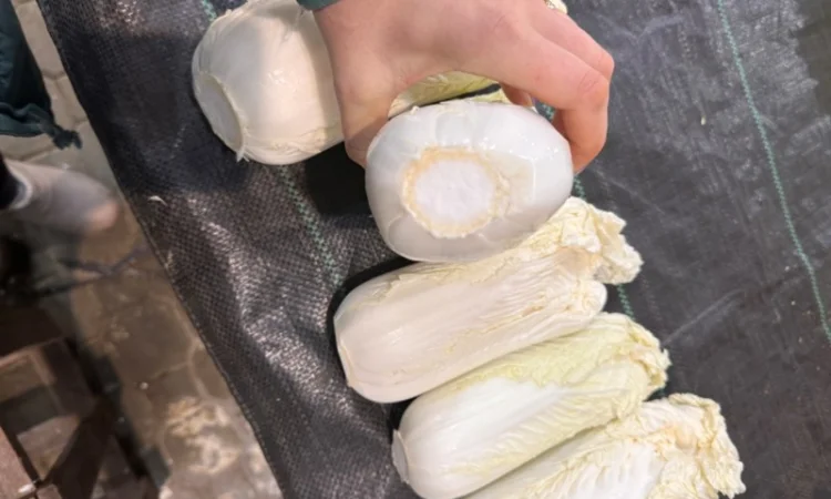 Пекінська капуста - фото № 3