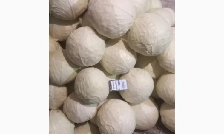 Продам капусту оптом - фото № 1