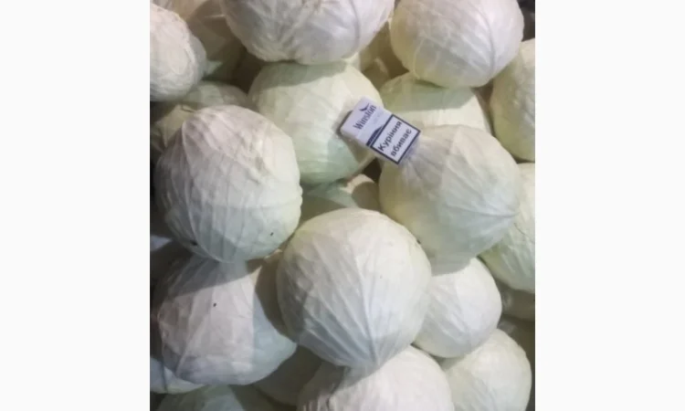 Продам капусту оптом - фото № 2