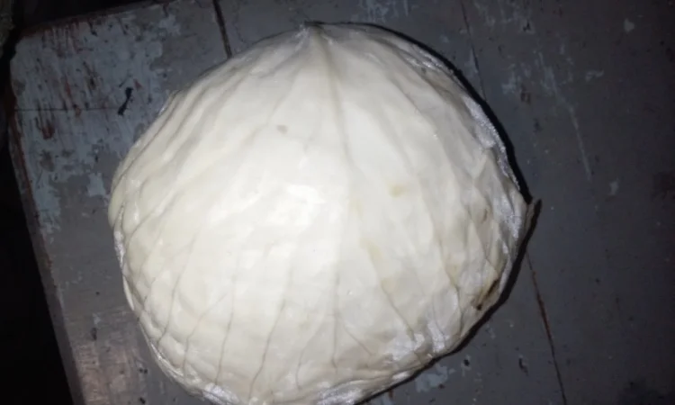 Продам капусту агресор - фото № 2