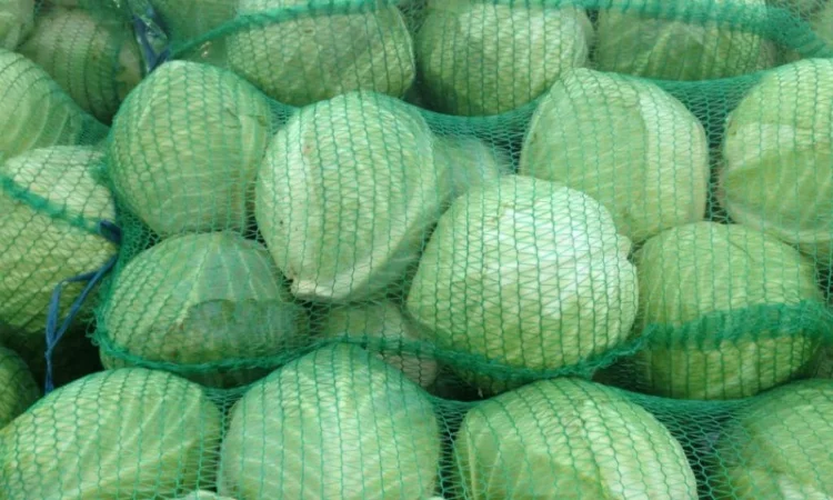 Купим капусту - фото № 2