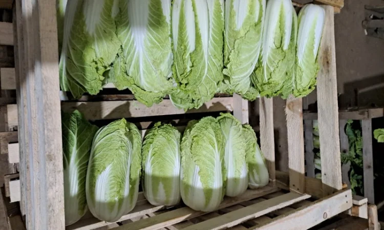 Продам Пекінку - фото № 1