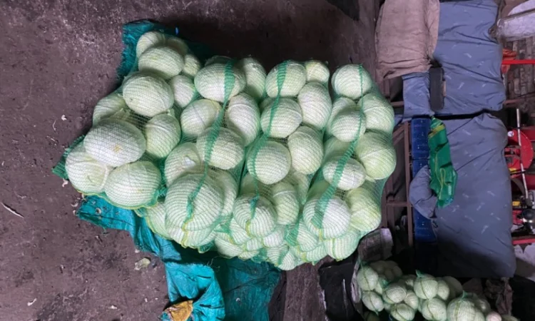 Продам капусту. Сорт Агресор, Сторідор - фото № 2