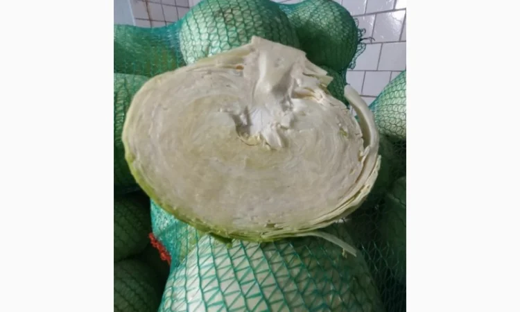 Продається білокачанна капуста. Сорт Агресор. Ціна договірна - фото № 2