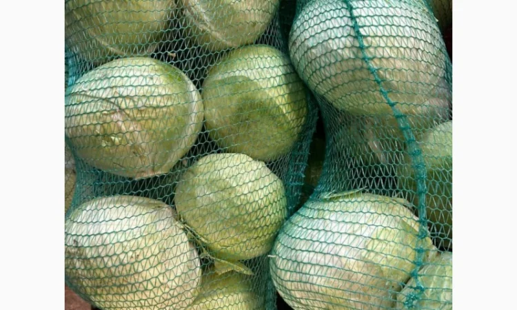 Продається білокачанна капуста. Сорт Агресор. Ціна договірна - фото № 3