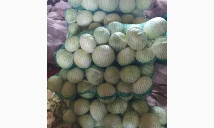 Продам капусту, гібрид Агресор, Блоктор(Сингента) - фото № 1