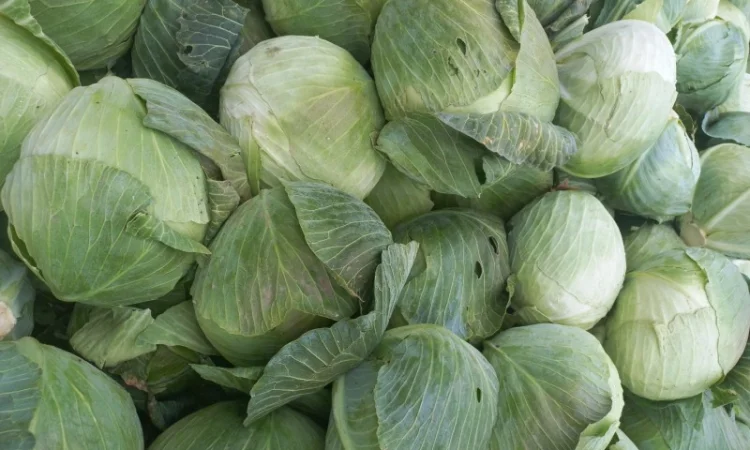Продам капусту - фото № 1