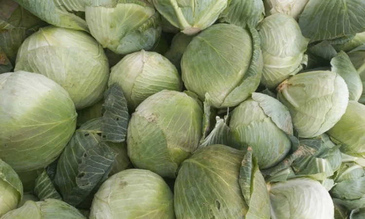 Продам капусту - фото № 2