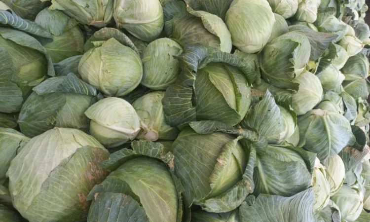 Продам капусту - фото № 3
