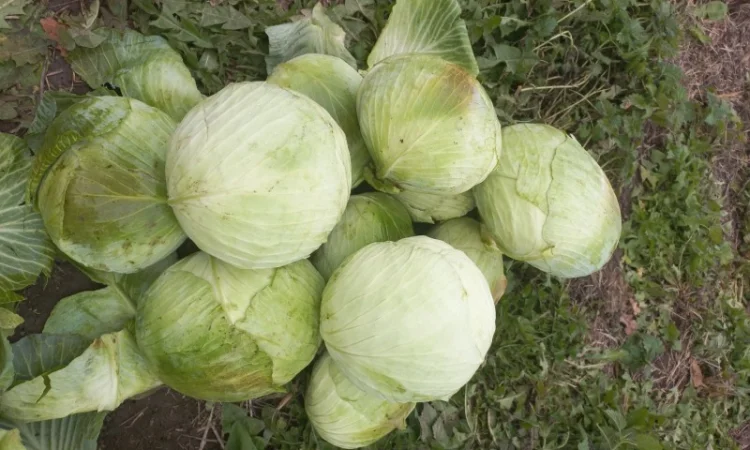 Продам капусту - фото № 4