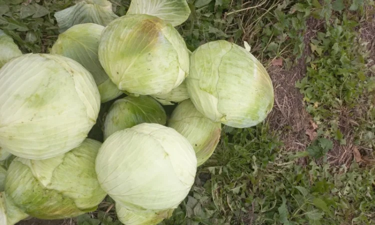 Продам капусту - фото № 5