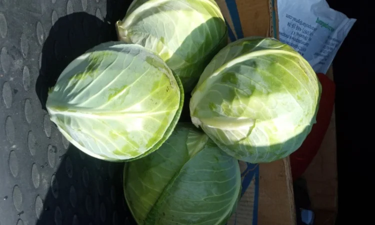 Продам капусту - фото № 1