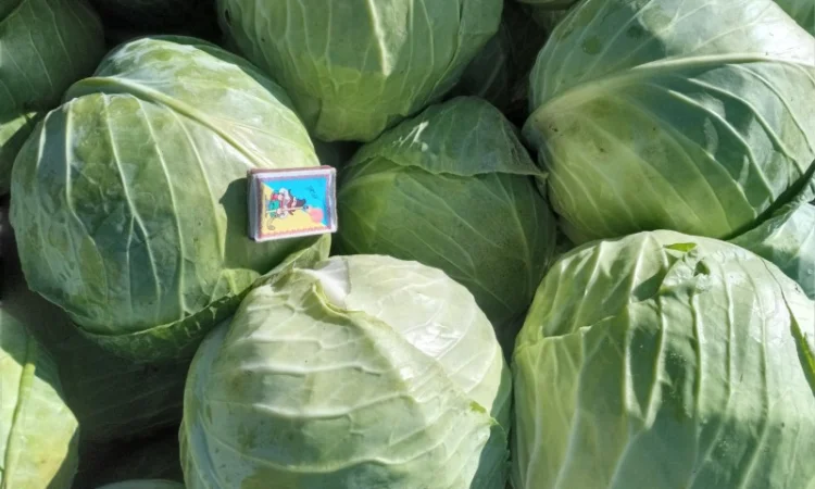 Продам капусту - фото № 2