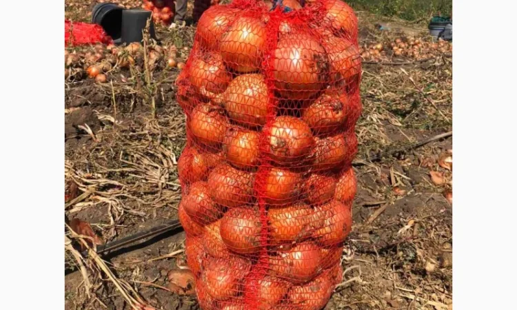 Закупка цибулі оптом у Чернівцях - фото № 2