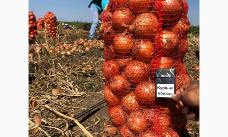 Закупка цибулі оптом у Чернівцях - фото № 1