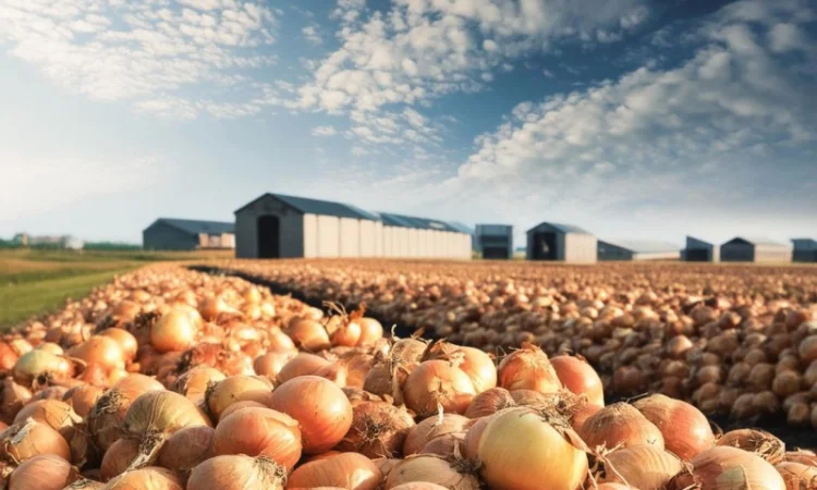 Лук від надійних постачальників - фото № 1