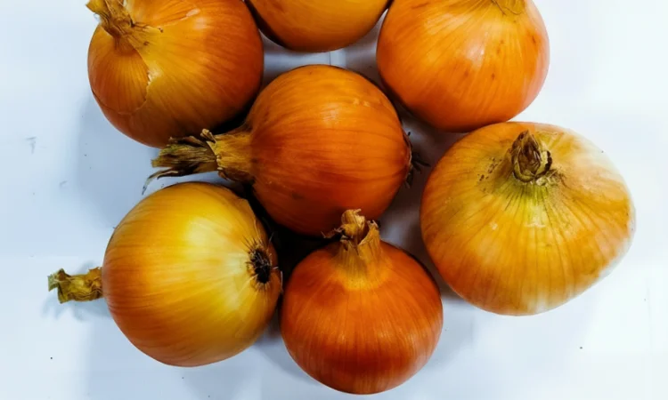 Цибуля сорту Nation від виробника - фото № 2