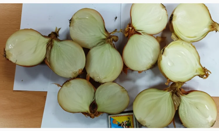 Цибуля сорту Nation від виробника - фото № 3