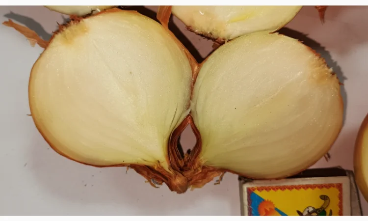 Цибуля сорту Nation від виробника - фото № 4