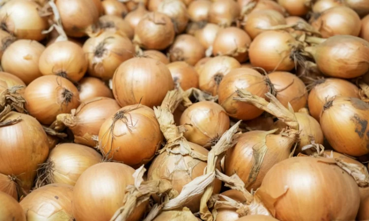 Цибуля сорту Nation від виробника - фото № 1