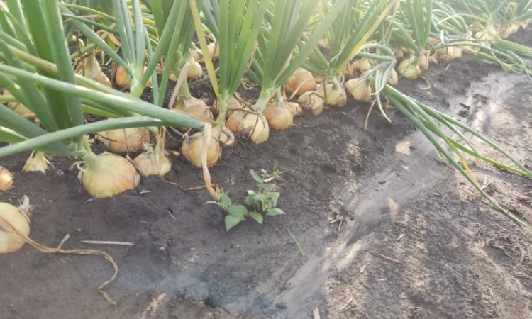 Цибуля хорошої якості оптом - фото № 1