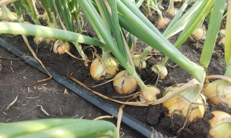 Цибуля хорошої якості оптом - фото № 3