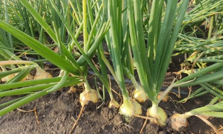 Цибуля хорошої якості оптом - фото № 4