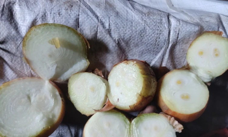 Куплю цибулю на перо - фото № 1