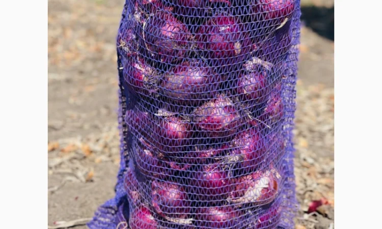 Лук сорт Марс від виробника - фото № 1