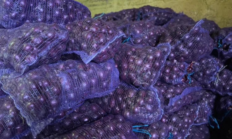 Лук сорт Марс від виробника - фото № 3