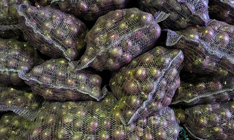 Лук сорт Марс від виробника - фото № 4