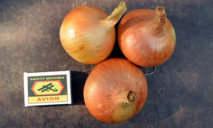 Лук Штутгарт для выгонки пера в продаже - фото № 1