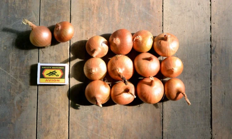 Лук штутгарт на перо в продажу - фото № 1