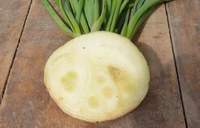 Лук штутгарт на перо в продажу - фото № 2