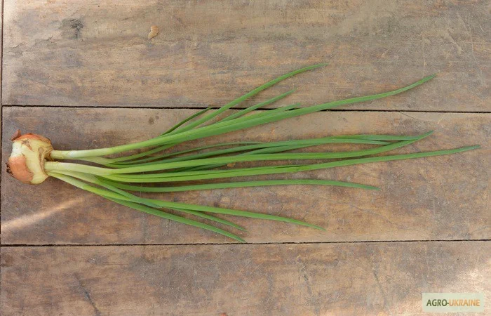 Лук штутгарт на перо в продажу - фото № 3