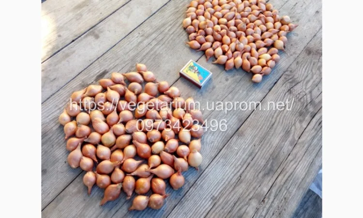 Продаж Лука севка Штутгарт - фото № 1