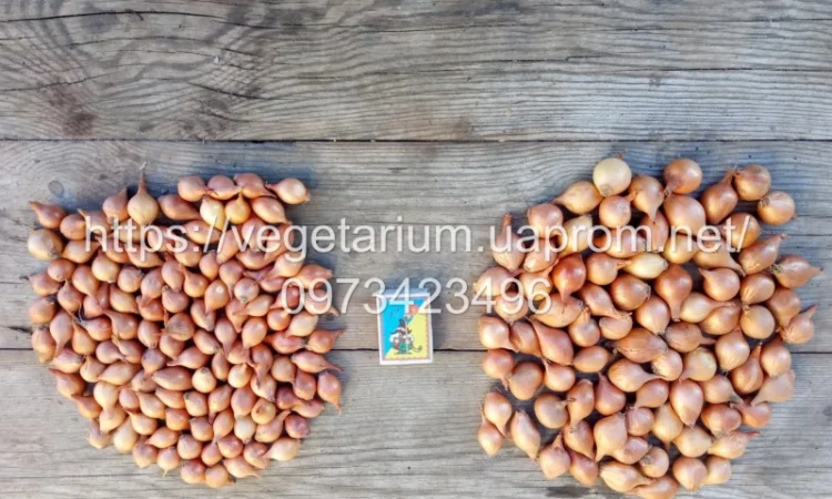 Продажа севка Штутгарт - фото № 2