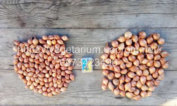 Продаж севка лука штутгард - фото № 4