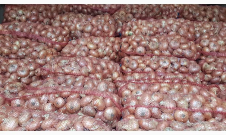 Лук Штутгарт на перо від виробника - фото № 1