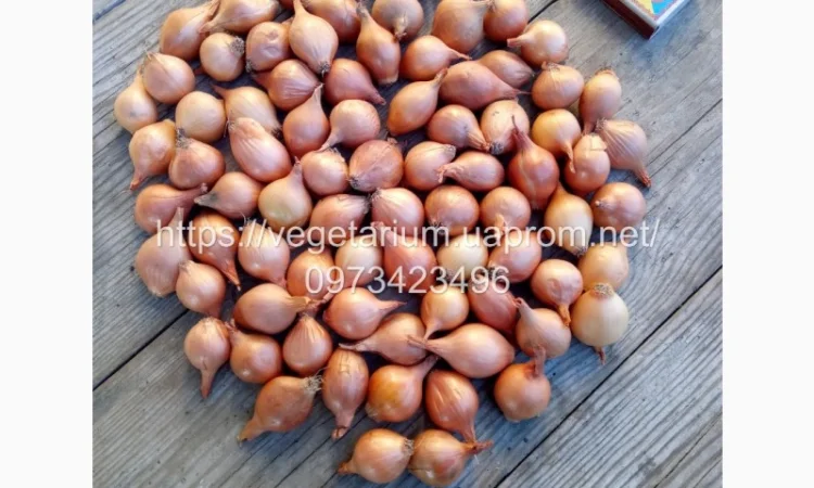 Цибуля сівок Штутгарт для ранньої посадки - фото № 4