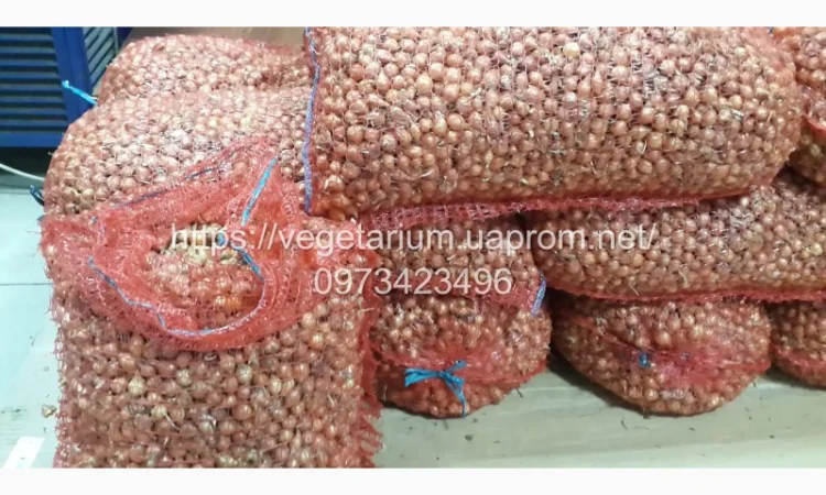 Цибуля сівок Штутгарт для ранньої посадки - фото № 1