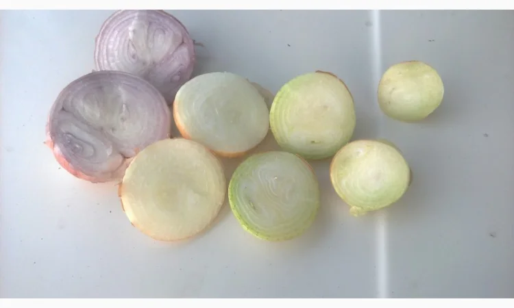 Продаж лука штутгарт на перо - фото № 2