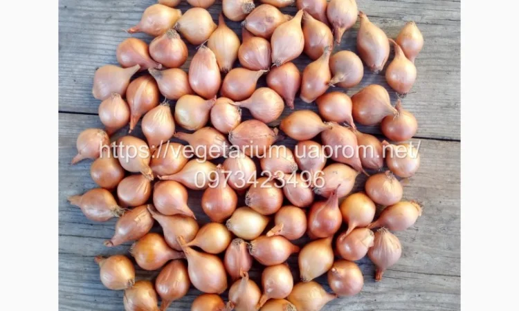 Севок лука штутгарт 1-1 для продажи - фото № 1